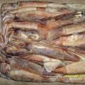 BQF de haute qualité Frozen Argentine illex Squid Loligo